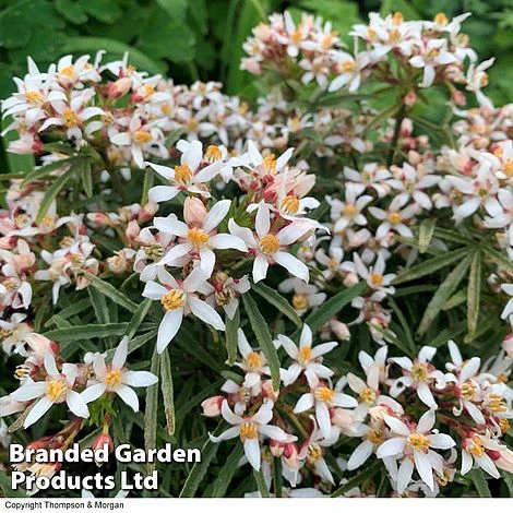 Choisya 'Little Bee' 2 Choisya 'Little Bee' - Image 2