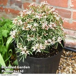 Choisya 'Little Bee' 5 Choisya 'Little Bee' -plant CHOI WKC1582 C1