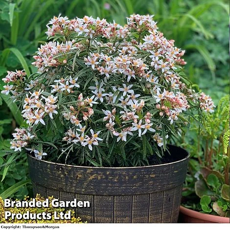 Choisya 'Little Bee' 1 Choisya 'Little Bee'