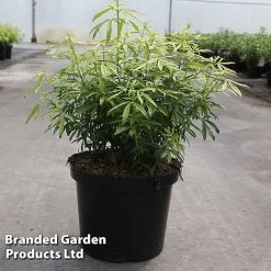 Choisya X Dewitteana 'Greenfingers'