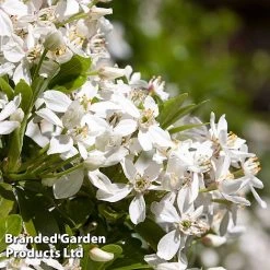 Evergreen Patio Shrub Collection -plant CHOI TERNATA L30898