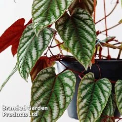 Cissus Discolor -plant CISS DISCO12CM WKF1189