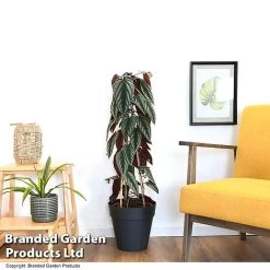 Cissus Discolor -plant CISS DISCOLOR T47736