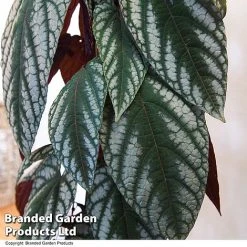 Cissus Discolor -plant CISS DISCOLOR T47737