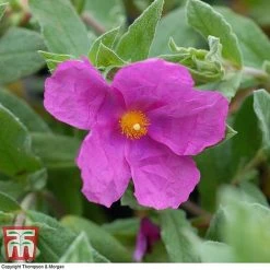 Cistus X Pulverulentus 'Sunset'