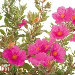 Cistus X Pulverulentus 'Sunset' -plant CIST T66145 C