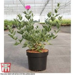 Cistus X Pulverulentus 'Sunset' -plant CIST T66145 D3