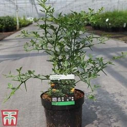 Citrus Trifoliata -plant CITR TKA3374 A