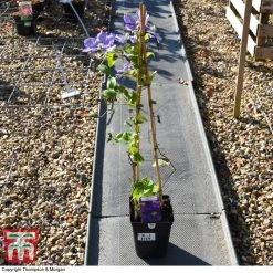 Clematis 'General Sikorski' -plant CLEM 59409 A2