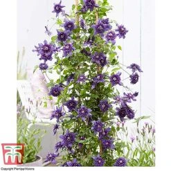 Clematis 'Kokonoe' -plant CLEM KA8209 D