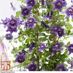 Clematis 'Kokonoe' -plant CLEM KA8209 E
