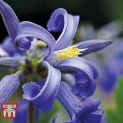 plant -plant CLEM NEW LOVE 1