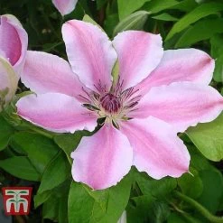Clematis 'Nelly Moser' -plant CLEM T58049 B