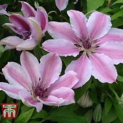 Clematis 'Nelly Moser' -plant CLEM T58049 C