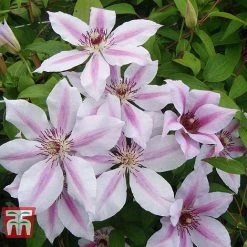 Clematis 'Nelly Moser' -plant CLEM T58049 D