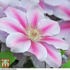 Clematis 'Nelly Moser' -plant CLEM T58049 E
