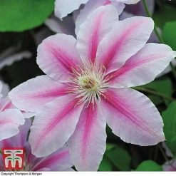 Clematis 'Nelly Moser' -plant CLEM T58049 F