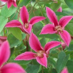 Clematis 'Princess Diana' -plant CLEM T58051 A h