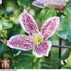 Clematis Cirrhosa Var. Purpurascens 'Freckles' -plant CLEM T59148 C1