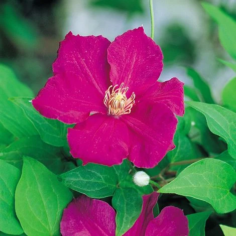 Clematis 'Ernest Markham' 4 Clematis 'Ernest Markham' - Image 4