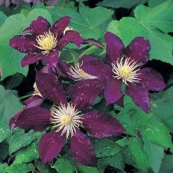 Clematis 'The Vagabond'