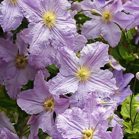 Clematis 'Blekitny Aniol' 1 Clematis 'Blekitny Aniol'