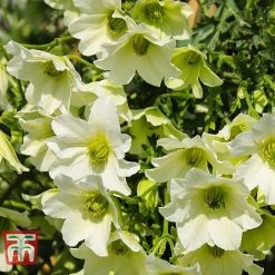 Clematis 'Early Sensation' -plant CLEM T59407 C