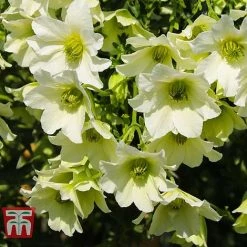 Clematis 'Early Sensation' -plant CLEM T59407 D