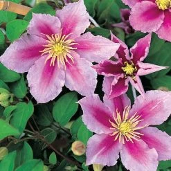 Clematis 'Piilu' 13 Clematis 'Piilu' -plant CLEM T59431 A h