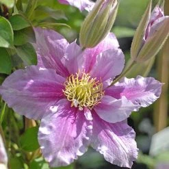 Clematis 'Piilu' 12 Clematis 'Piilu' -plant CLEM T59431 B h