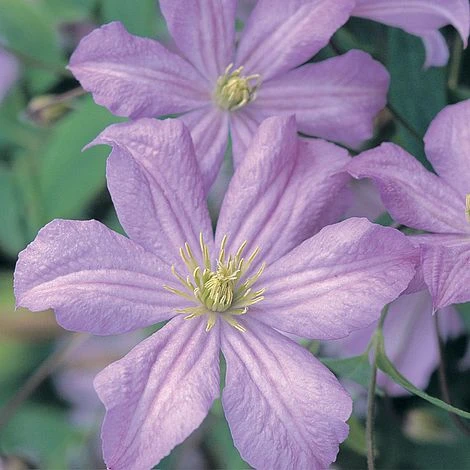 Clematis 'Prince Charles' 1 Clematis 'Prince Charles'
