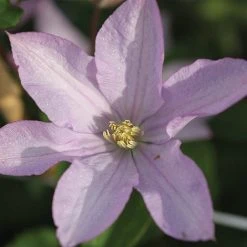 Clematis 'Proteus' -plant CLEM T59434 B h