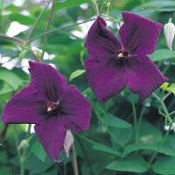 Clematis Viticella 'Polish Spirit' -plant CLEM T59458 A h