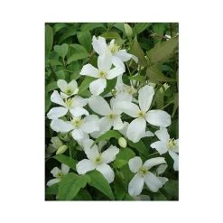 Clematis Montana 'Grandiflora' -plant CLEM T66150 A h