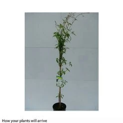 Clematis Montana 'Grandiflora' -plant CLEM T66150 B h