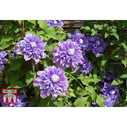 Clematis 'Multi Blue' 9 Clematis 'Multi Blue' -plant CLEM T66153 A