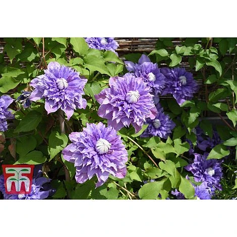 Clematis 'Multi Blue' 5 Clematis 'Multi Blue' - Image 5