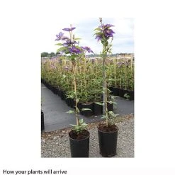 Clematis 'Multi Blue' 7 Clematis 'Multi Blue' -plant CLEM T66153 B h