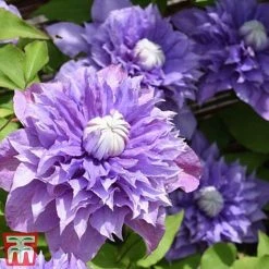 Clematis 'Multi Blue' 8 Clematis 'Multi Blue' -plant CLEM T66153 D