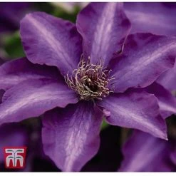 Clematis 'The President' -plant CLEM T66160 C