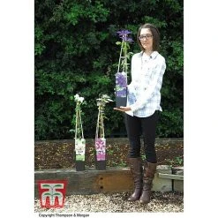 Clematis 'The President' -plant CLEM T66160 E