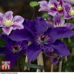 Clematis 'The President' -plant CLEM T66160 G