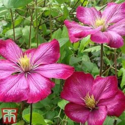 Clematis 'Ville De Lyon' -plant CLEM T66161 C