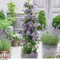 Clematis Florida 'Taiga' -plant CLEM T71512 B1