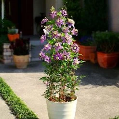 Clematis Florida 'Taiga' -plant CLEM T71512 B h