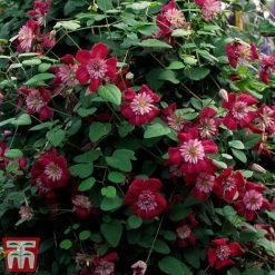Clematis Avant-Garde™ Evipo033 -plant CLEM T77107 C