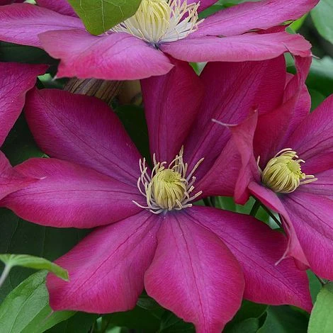 Clematis Bourbon™ Evipo018 1 Clematis Bourbon™ Evipo018