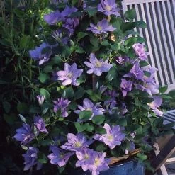 Clematis Cezanne™ Evipo023 -plant CLEM T77110 C h