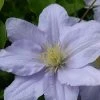 Clematis Chelsea™ Evipo051