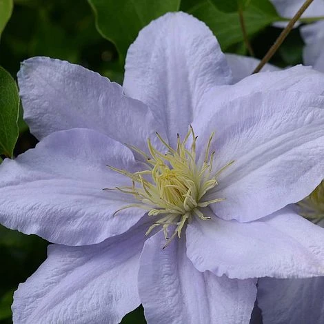 Clematis Chelsea™ Evipo051 1 Clematis Chelsea™ Evipo051